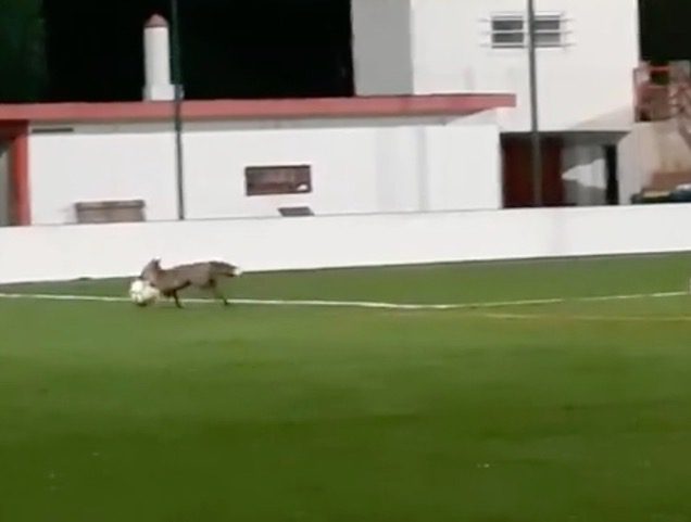 raposa castelense 2