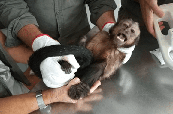 Macaco-prego-das-Guianas